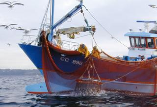 pour une pêche plus durabe, des labels pour les conserves de poissons