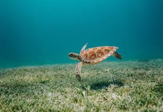 Vue sous-marine d'une tortue nageant dans une eau cristaliine
