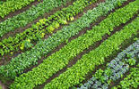 champ de légumes verts