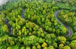 route serpentée au milieu de pleins d'arbres 