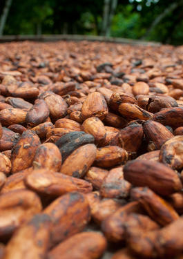 fève de cacao