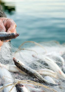 Plan serré sur les mains d'un pêcheur retirant un à un les poissons pris dans son filet.