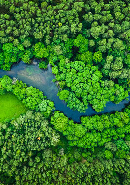 foret vue du dessus