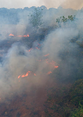 foret en feu