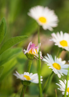 papillon sur fleur