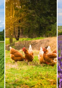 Actualités Bio Agriculture 