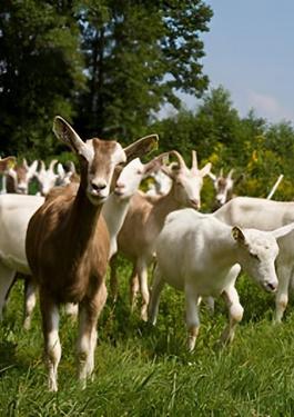 Producteurs agriculteurs bio