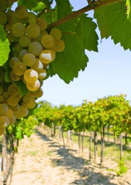 Viticulture Durable