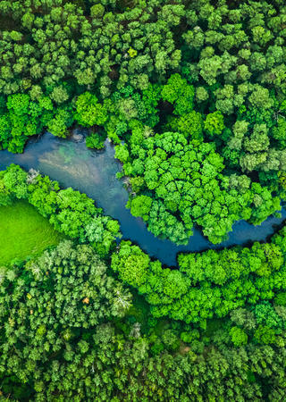 foret vue du dessus