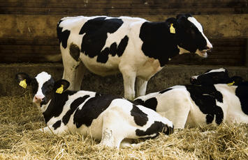 troupeau de vache