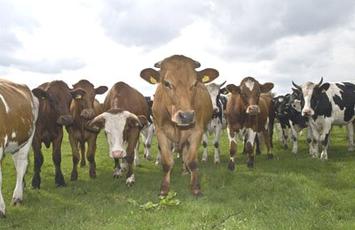 troupeau de vaches en pature