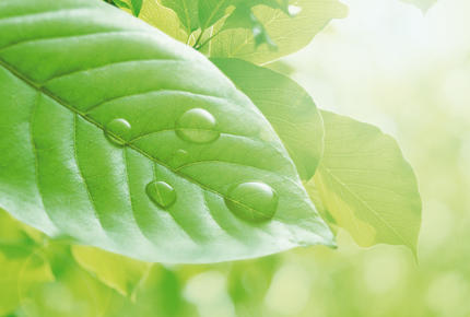 feuille verte