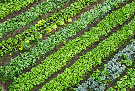 champ de légumes verts
