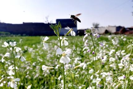 Biodiversity Progress