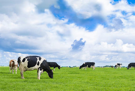 Vue de vaches laitières normandes au paturâge