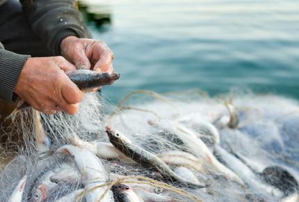 Plan serré sur les mains d'un pêcheur retirant un à un les poissons pris dans son filet.
