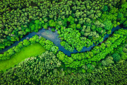 foret vue du dessus