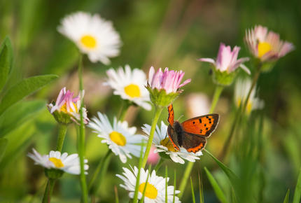 papillon sur fleur