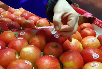 Un étal de pommes Pink Lady