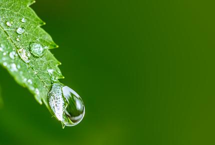 Water drop on green leaf