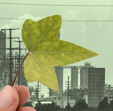 Anti-greenwashing